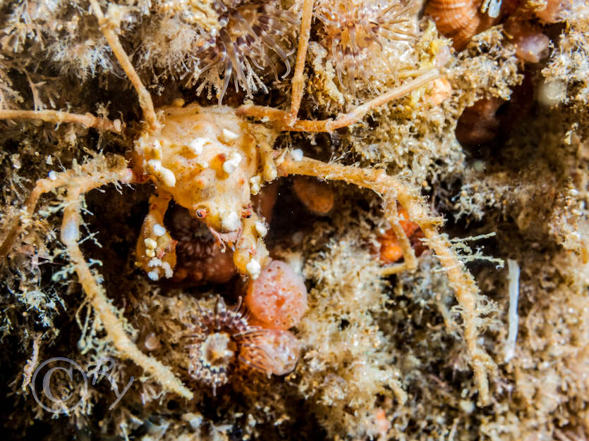 Inachinae -- small spindly or sponges spider crabs- not identified to species