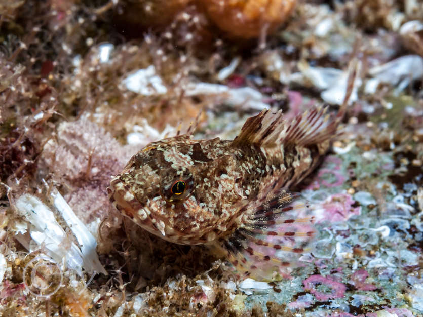 Cyanea lamarckii -- blue lions mane, Taurulus bubalis -- long-spined sea scorpion