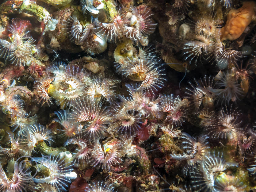 Polydora ciliata, Pomatoceros spp -- keel worm