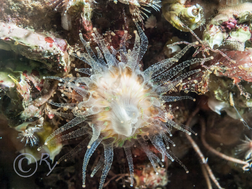 Caryophyllia smithii -- Devonshire cup-coral