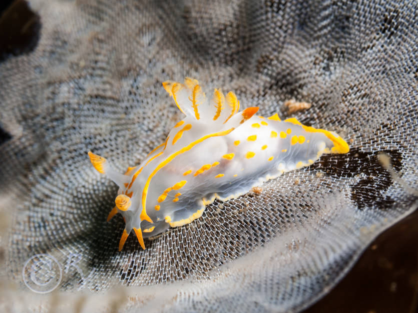 Membranipora membranacea -- sea mat, Polycera quadrilineata