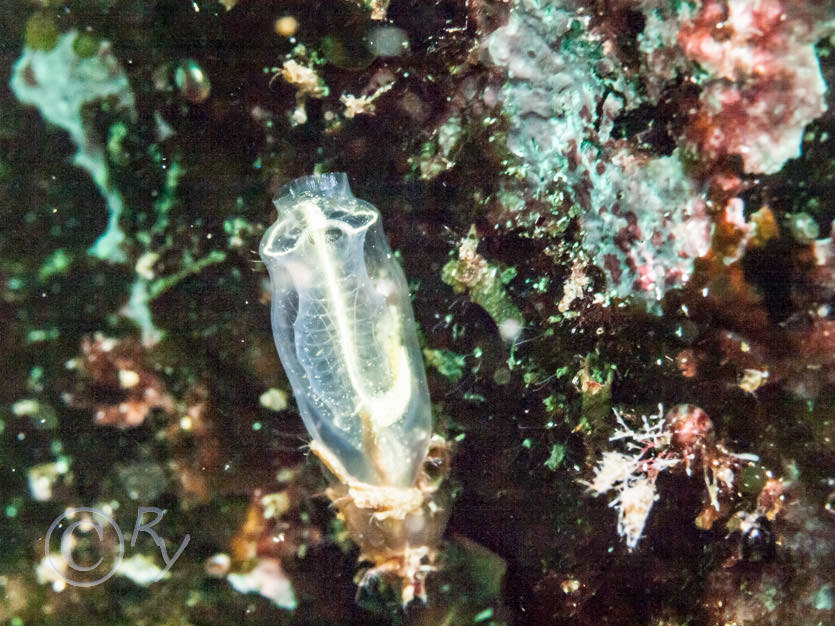 Clavelina lepadiformis -- light bulb sea squirt