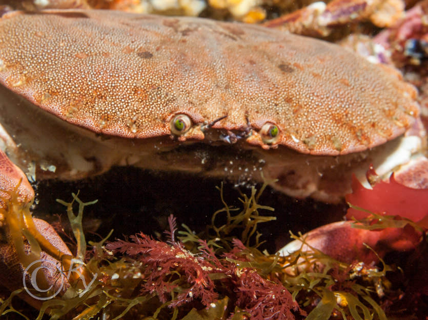 Cancer pagurus -- edible crab, Plocamium cartilagineum -- red comb weed