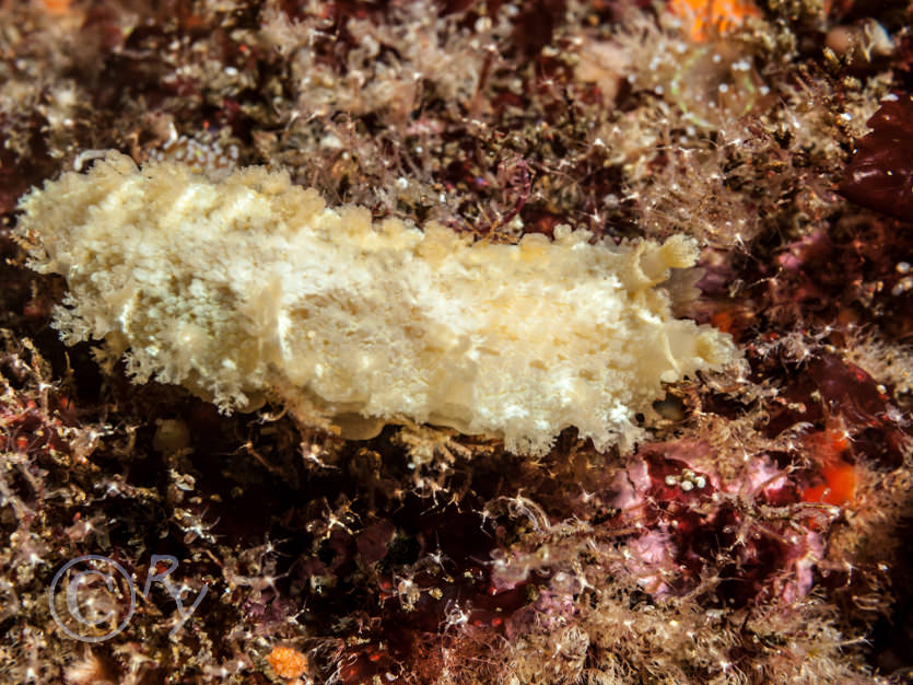 Tritonia hombergii -- dead mens finger sea slug