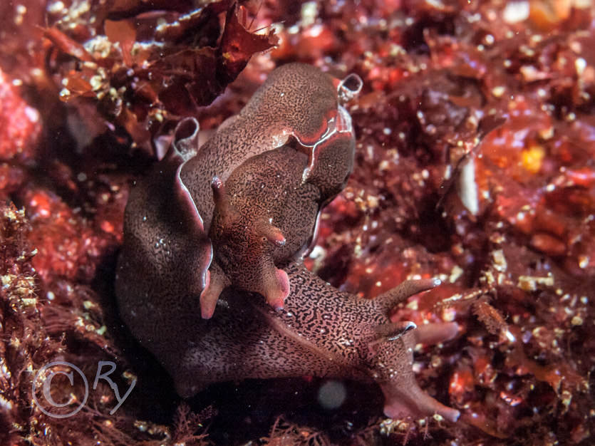 Aplysia punctata -- sea hare