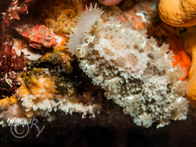 Tritonia hombergii -- dead mens finger sea slug