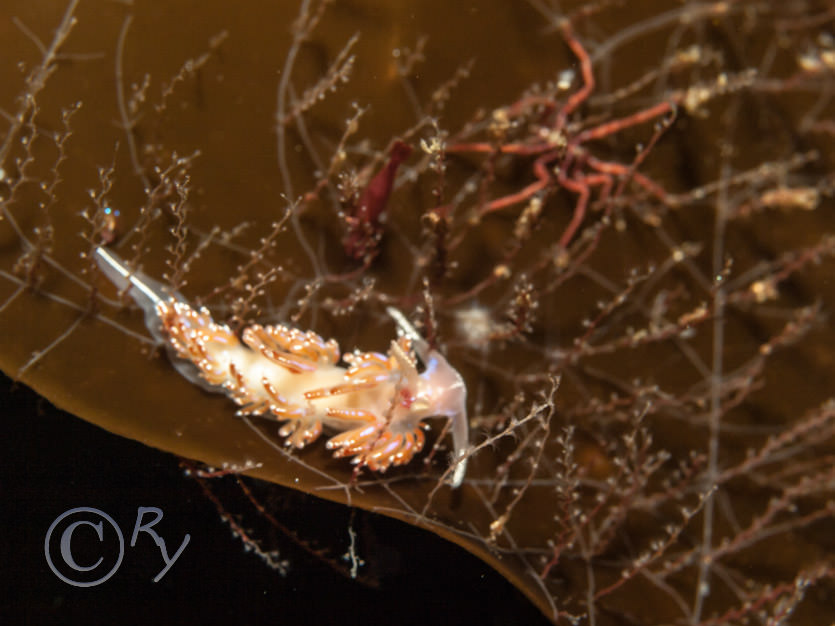 Coryphella lineata, Nymphon gracile -- Gangly lancer