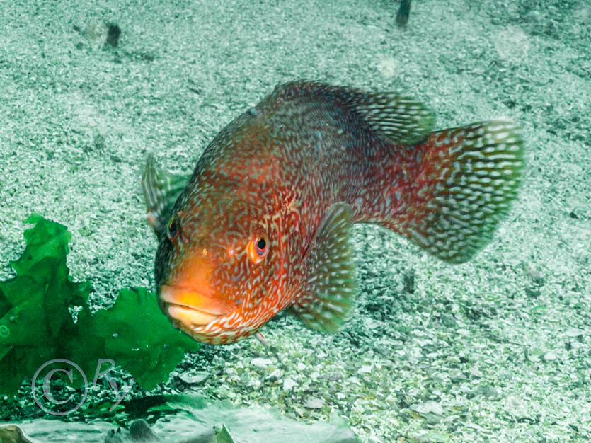 Labrus bergylta -- ballan wrasse