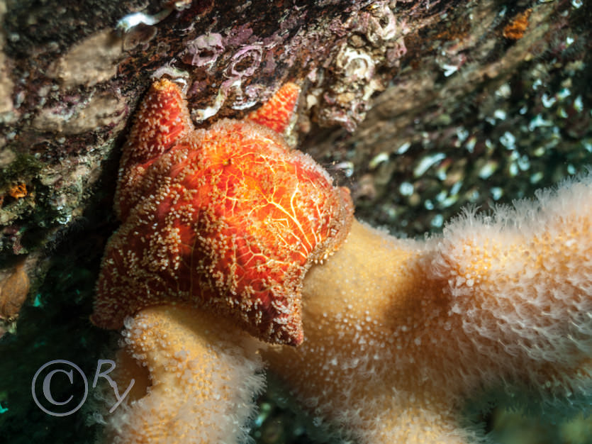 Alcyonium digitatum -- dead men's fingers, Porania pulvillus -- red cushion star