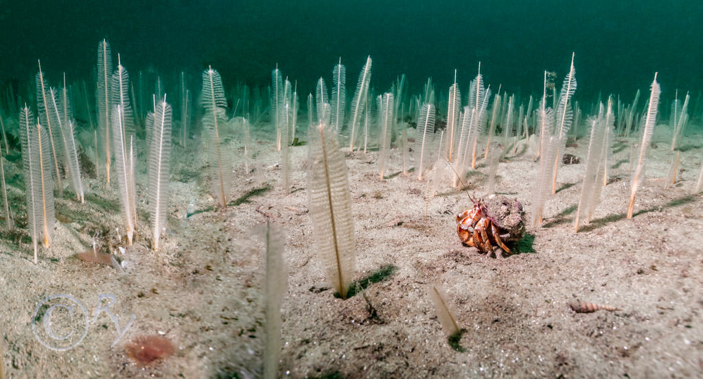 Pagurus bernhardus -- common hermit crab, Virgularia mirabilis -- slender sea pen  sea rush