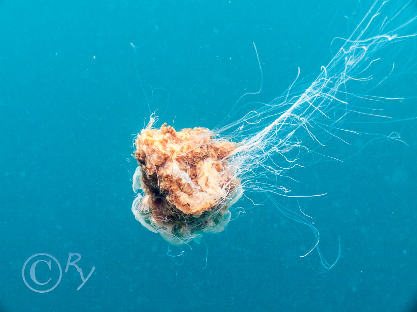 Cyanea capillata -- lion's mane jellyfish