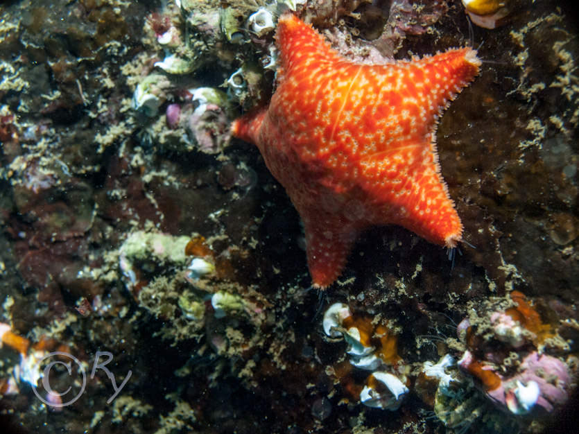 Porania pulvillus -- red cushion star
