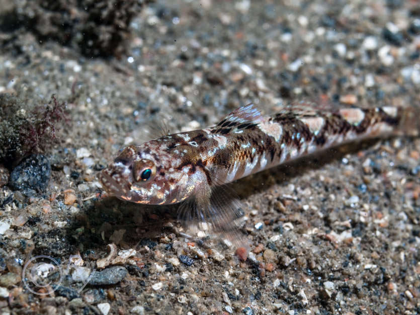 Pomatoschistus pictus -- painted goby