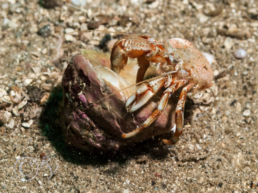 Pagurus bernhardus -- common hermit crab