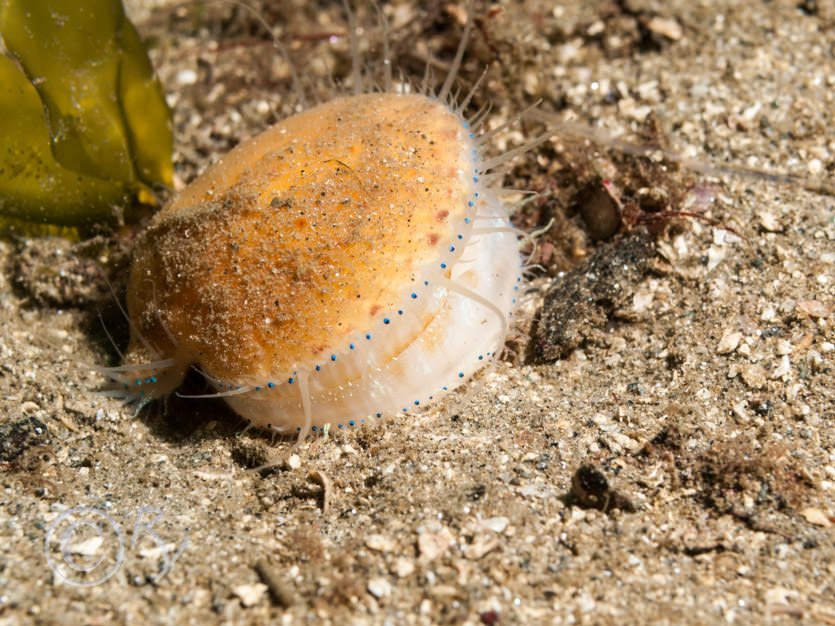 Aequipecten opercularis -- queen scallop