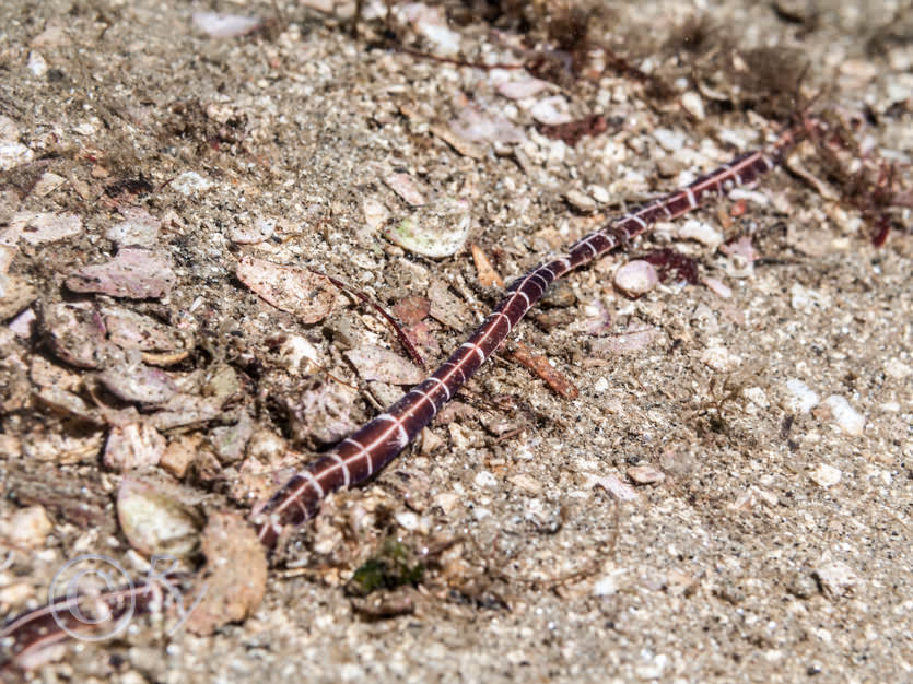 Tubulanus annulatus -- Football jersey worm