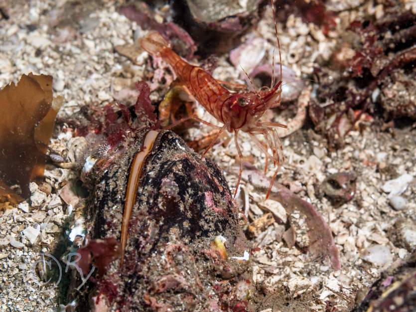 Modiolus modiolus -- horse mussel or ciabby doo, Pandalus montagui -- humpback prawn