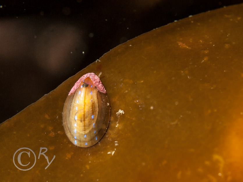 Helcion pellucidum -- blue-rayed limpet