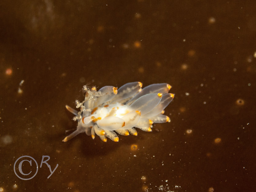 Eubranchus farrani