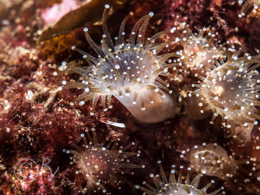 Corynactis viridis -- jewel anemone