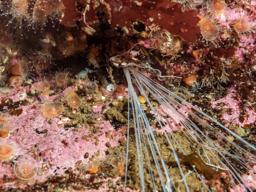 Eupolymnia nebulosa -- strawberry worm