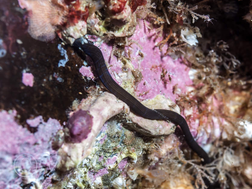 Lineus longissimus -- Bootlace worm