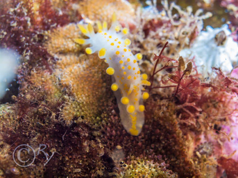Cryptosula pallasiana ?, Limacia clavigera -- orange clubbed sea slug