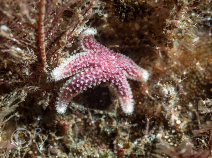 Leptasterias muelleri -- northern starfish