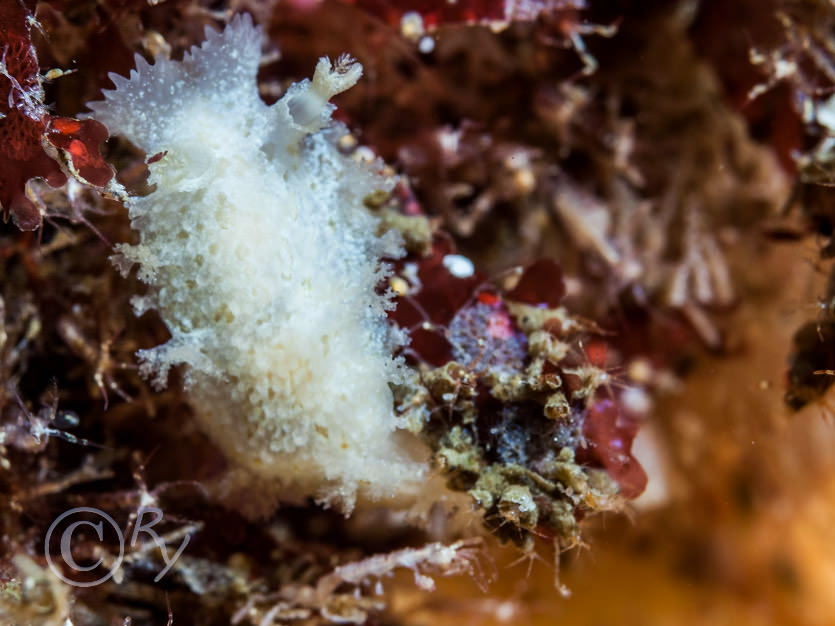 Tritonia hombergii -- dead mens finger sea slug