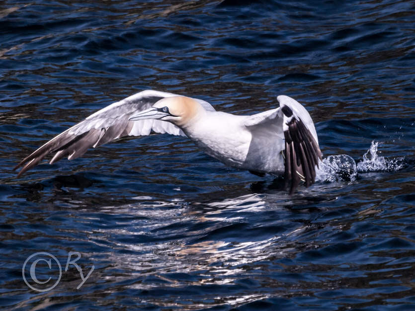 Morus bassanus -- Northern Gannet