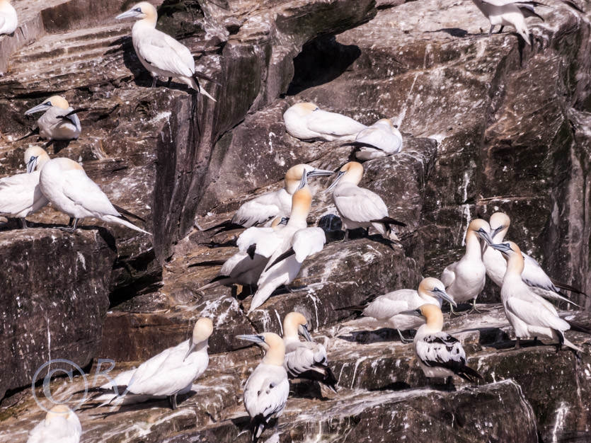 Morus bassanus -- Northern Gannet