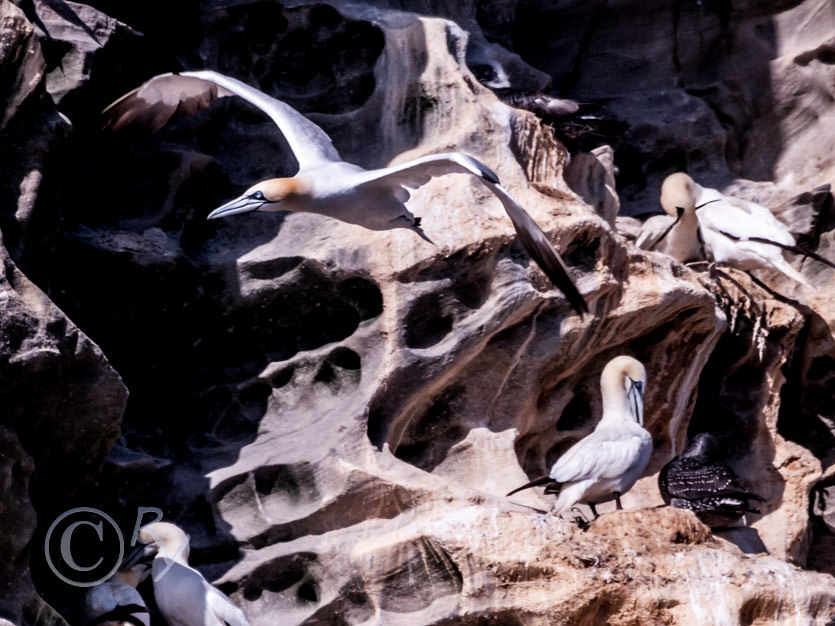 Morus bassanus -- Northern Gannet