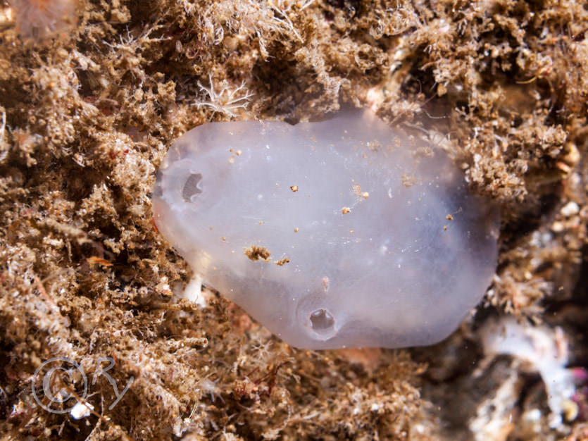 Ascidia virginea -- pink edged sea squirt