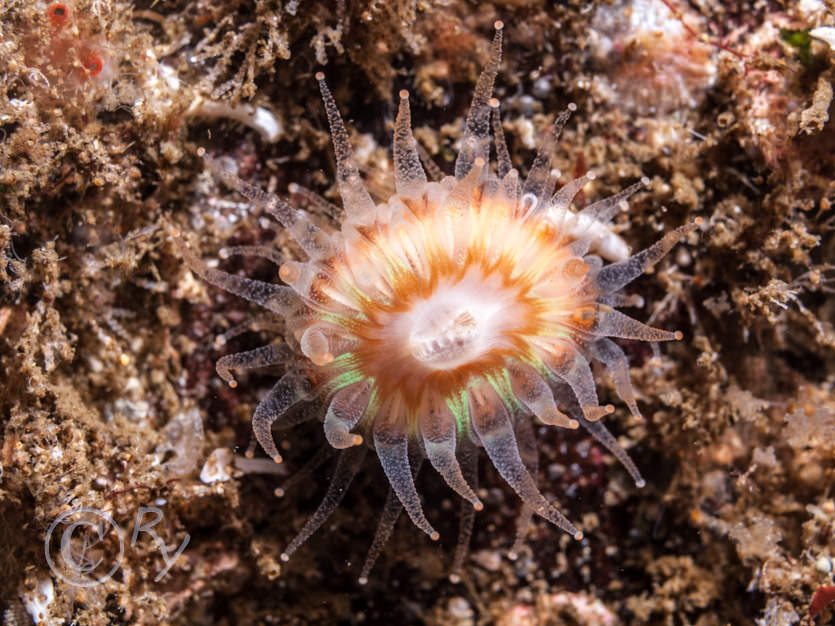 Caryophyllia smithii -- Devonshire cup-coral