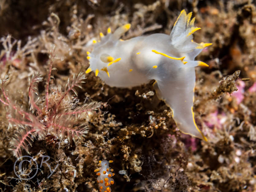 Polycera faeroensis, Eubranchus farrani