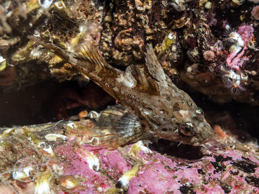 Taurulus bubalis -- long-spined sea scorpion