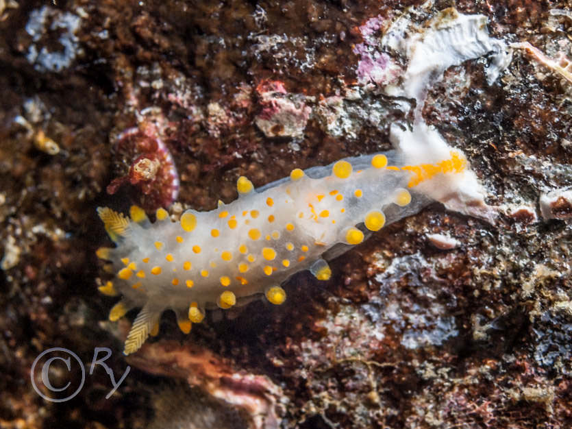 Limacia clavigera -- orange clubbed sea slug