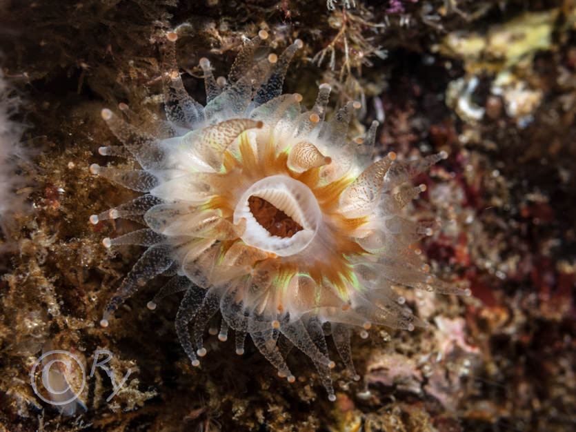 Caryophyllia smithii -- Devonshire cup-coral