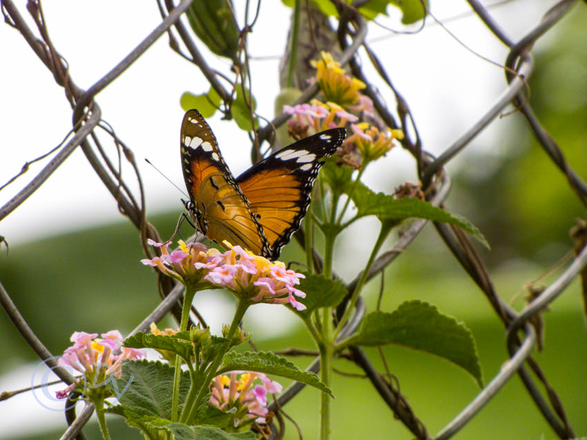 Plain Tiger butterfly