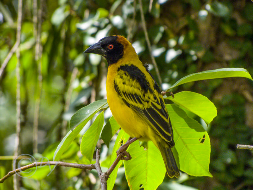 Black Headed Weaver