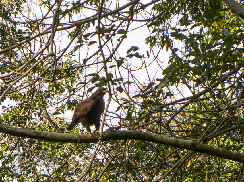 Brown Snake Eagle