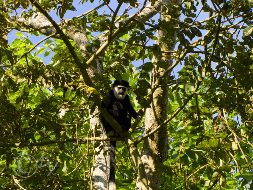 Black & White Colobus Monkey