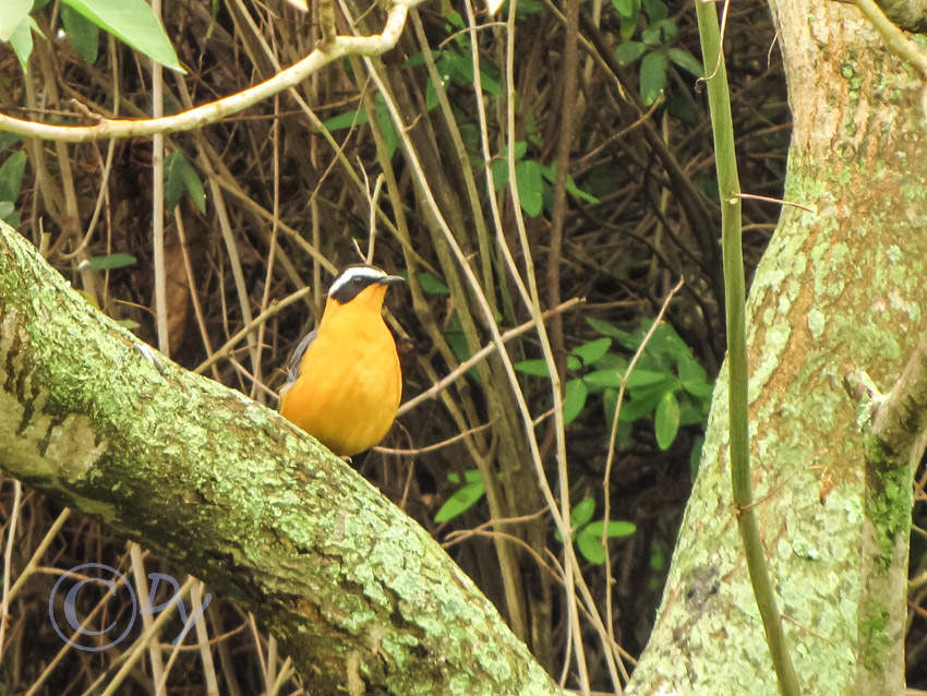 White-browed Robin-chat