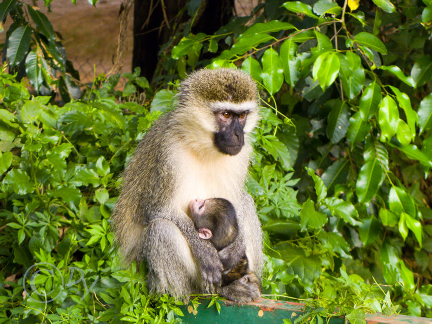 Vervet Monkey