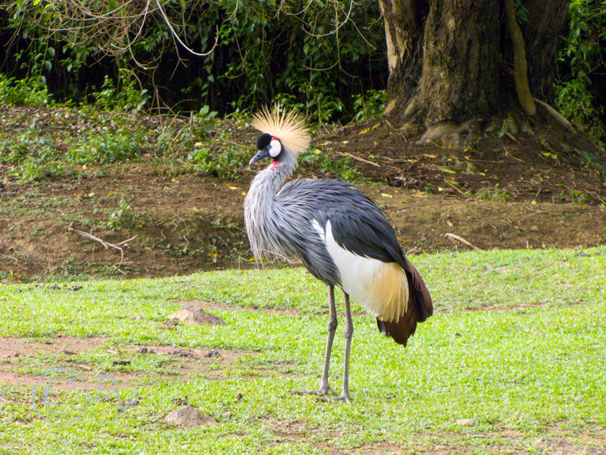 Grey Crowned Crane