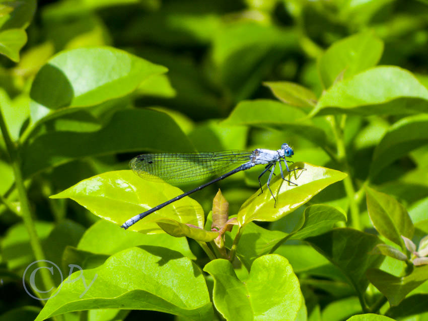 Damselfly