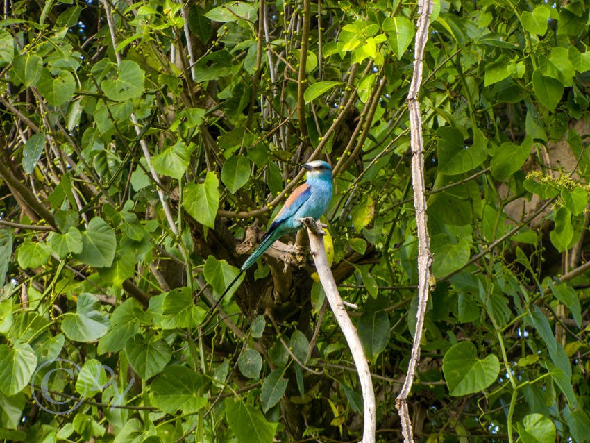 Abyssinian Roller