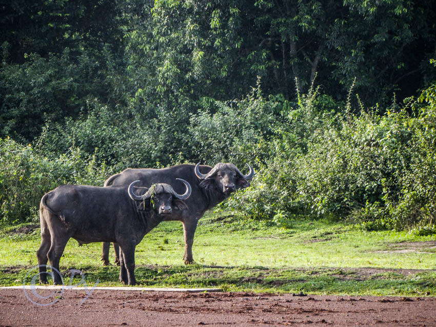 African Buffalo