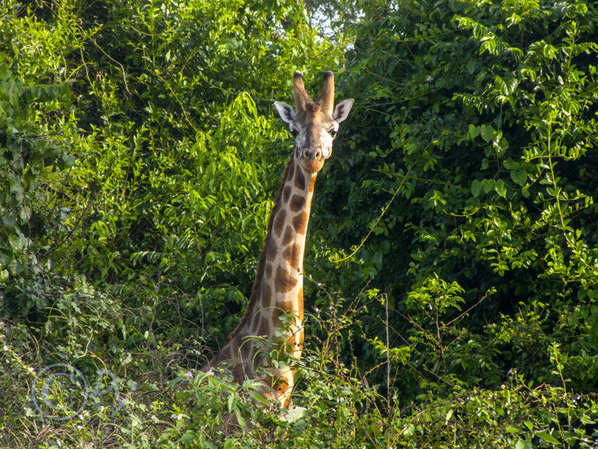 Rothschild Giraffe