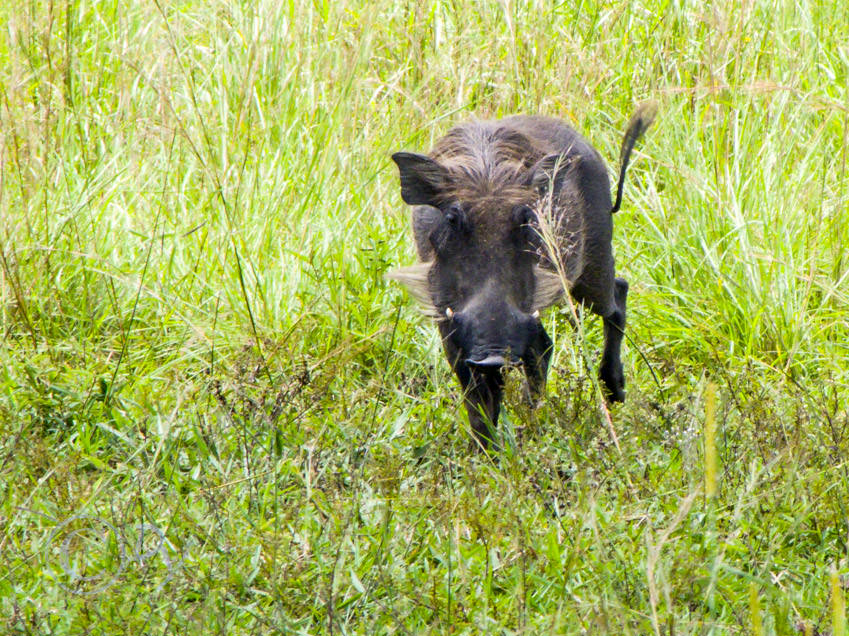 Warthog